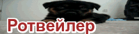 Ротвейлер